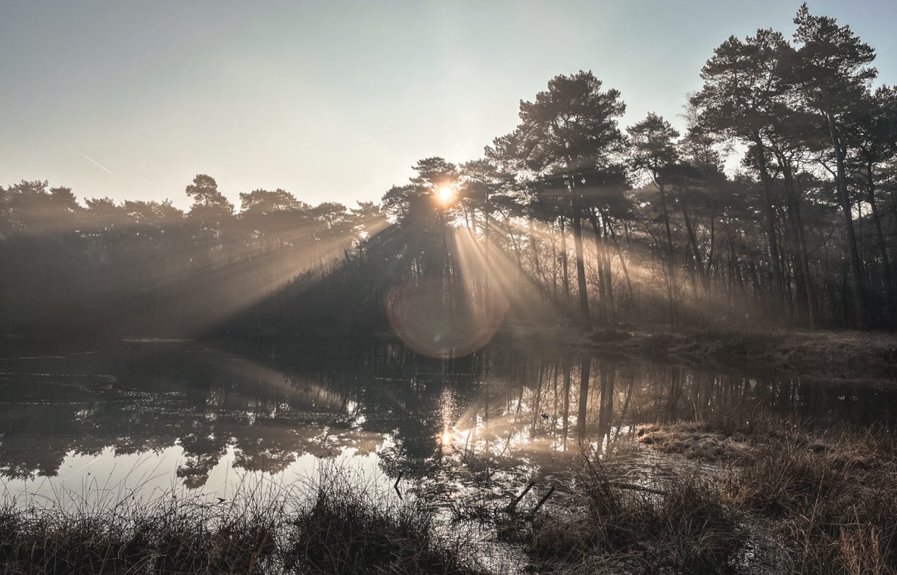 De week van 13 februari