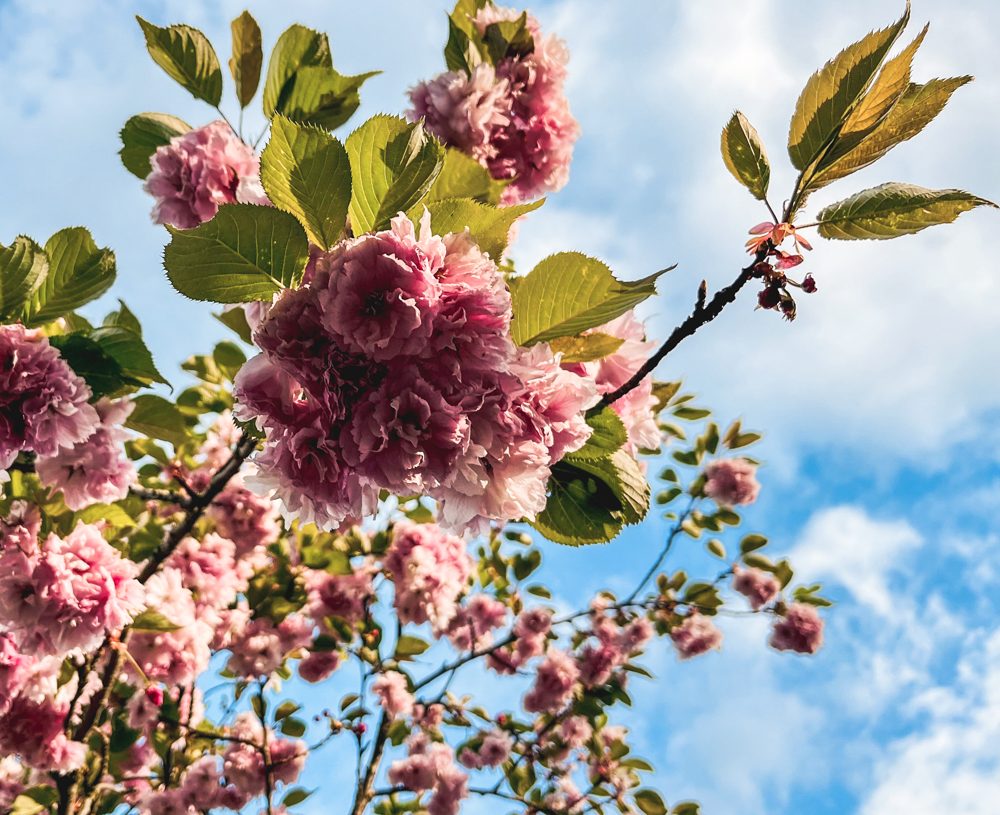 De week van 24 april